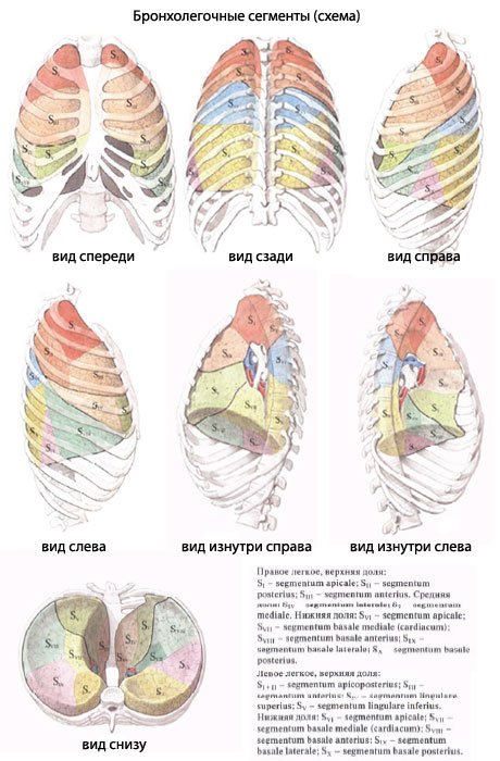 Количество долей в легком. Сегменты легких топографическая анатомия. Сегмент s3 правого легкого располагается. Бронхолегочные сегменты анатомия. Топография сегментов легких.